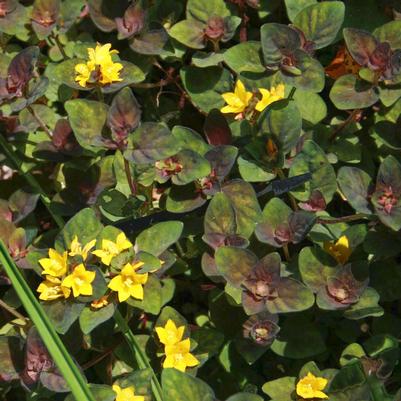 Lysimachia congestiflora Persian Chocolate