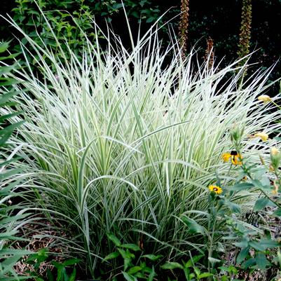 Miscanthus sinensis Variegatus