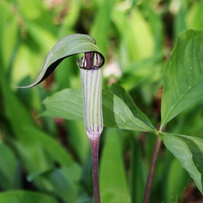 Arisaema triphyllum 