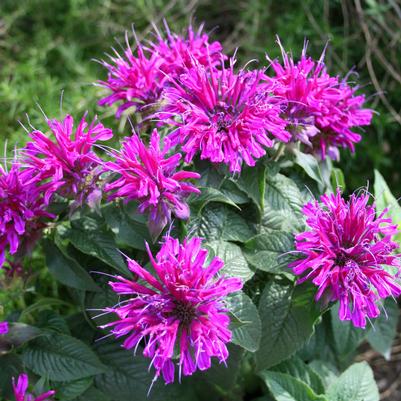 Monarda didyma Grand Marshall