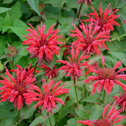 Monarda didyma Gardenview Scarlet