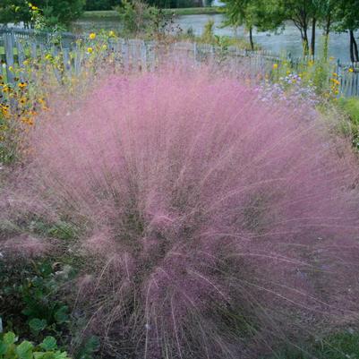 Muhlenbergia capillaris 