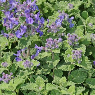 Nepeta racemosa Little Titch