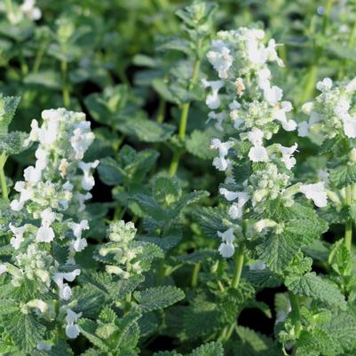 Nepeta faassenii Alba