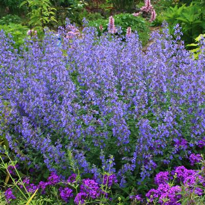 Nepeta faassenii Walker's Low