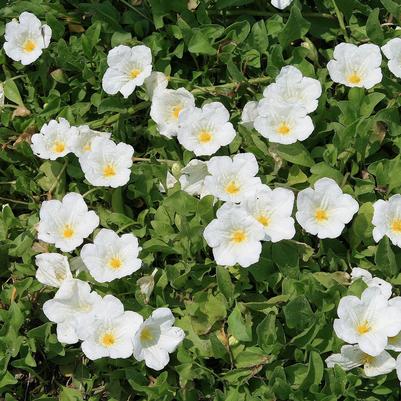 Nierembergia repens 
