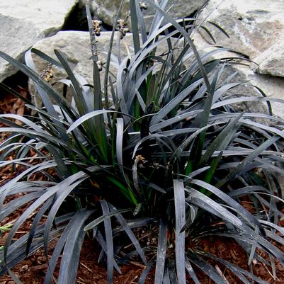 Ophiopogon planiscapus Ebony Knight