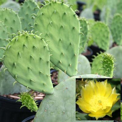 Opuntia ellisiana Thornless