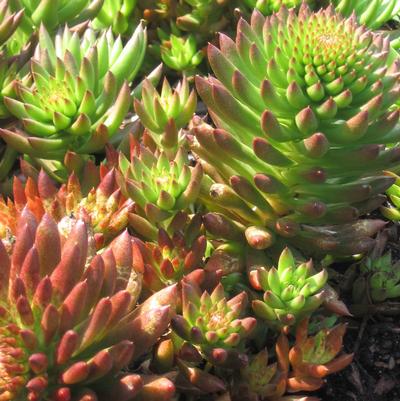 Orostachys eburnifolia 