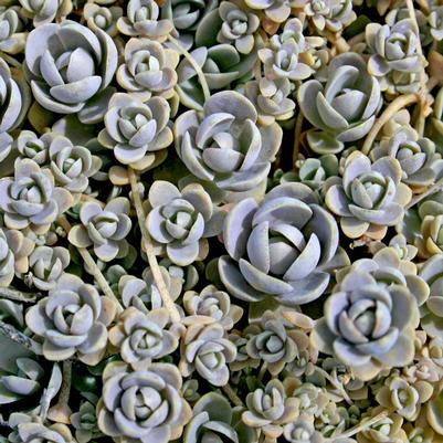 Orostachys iwarenge 