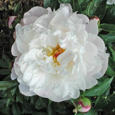 Paeonia lactiflora Duchess de Nemours