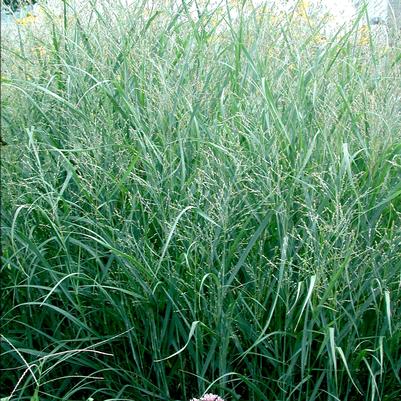 Panicum virgatum Heavy Metal