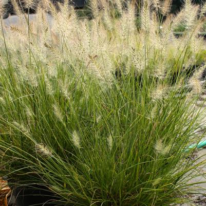 Pennisetum alopecuroides Piglet