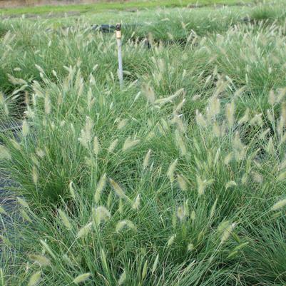 Pennisetum alopecuroides Hameln