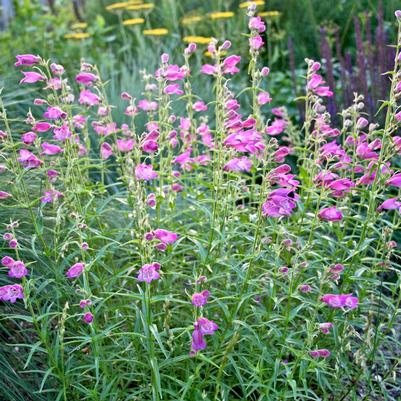 Penstemon mexicali Pike's Peak Purple