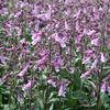Penstemon Prairie Twilight