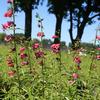 Penstemon mexicali Miniature Bells