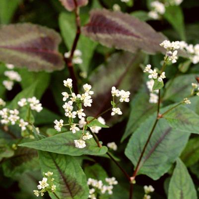 Persicaria microcephala Red Dragon