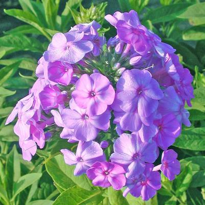 Phlox paniculata David's Lavender