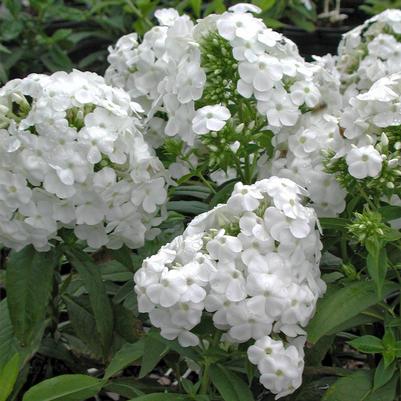Phlox paniculata David