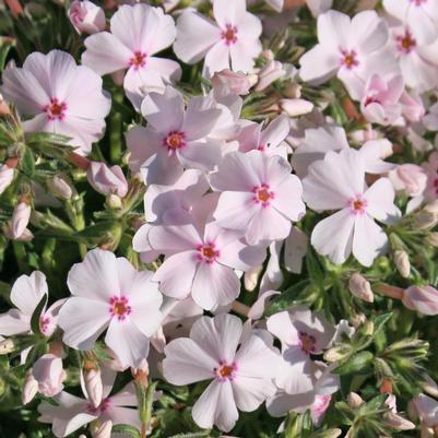 Phlox subulata Amazing Grace