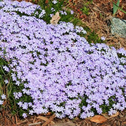 Phlox subulata Emerald Blue