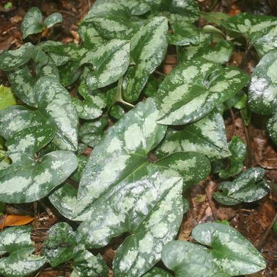 Asarum splendens 