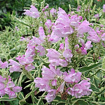 Physostegia virginiana Variegata