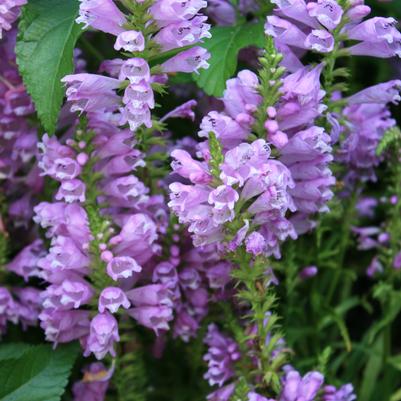 Physostegia virginiana Vivid