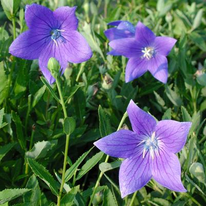 Platycodon grandiflorus Fuji Blue
