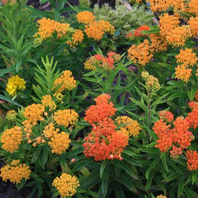 Asclepias tuberosa Gay Butterflies