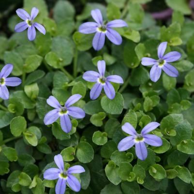 Pratia pedunculata County Park