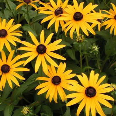 Rudbeckia fulgida Goldsturm