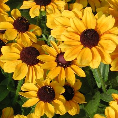 Rudbeckia hirta Toto