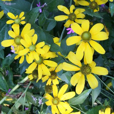 Rudbeckia laciniata 