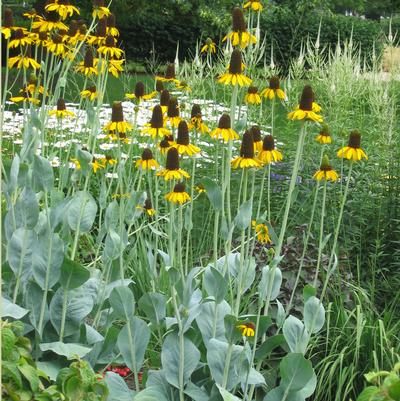 Rudbeckia maxima 