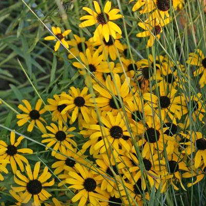 Rudbeckia missouriensis 