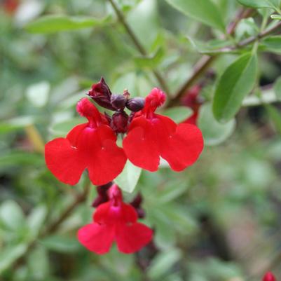 Salvia greggii Flame