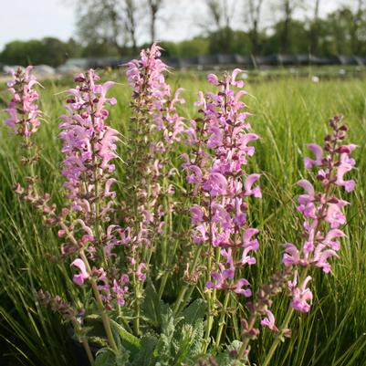 Salvia pratensis Rose Rhapsody