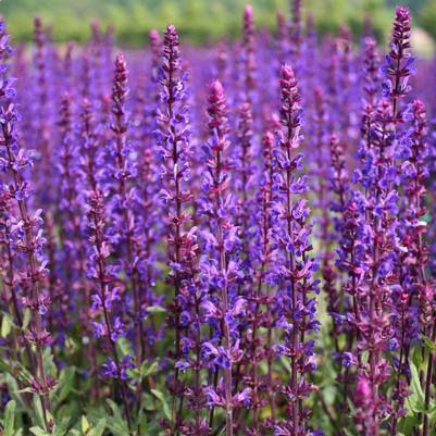 Salvia sylvestris May Night