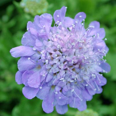 Scabiosa columbaria Butterfly Blue