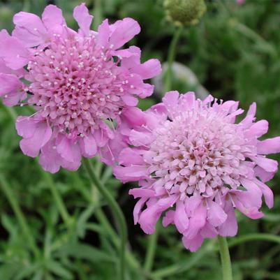 Scabiosa columbaria Pink Mist