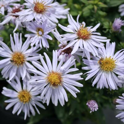 Aster (Symphyotrichum) novi-belgii Royal Opal