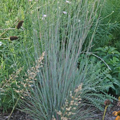 Schizachyrium scoparium The Blues