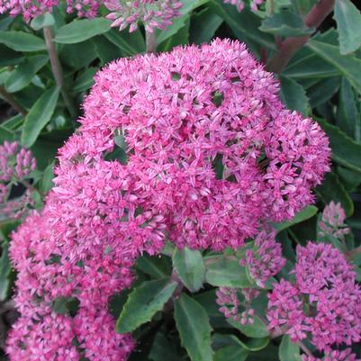 Sedum spectabile Carl