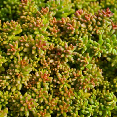 Sedum album Coral Carpet