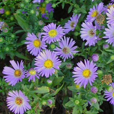 Aster (Symphyotrichum) dumosum Wood's Blue