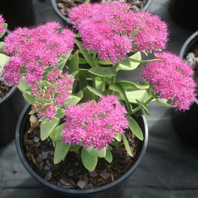 Sedum spectabile Neon