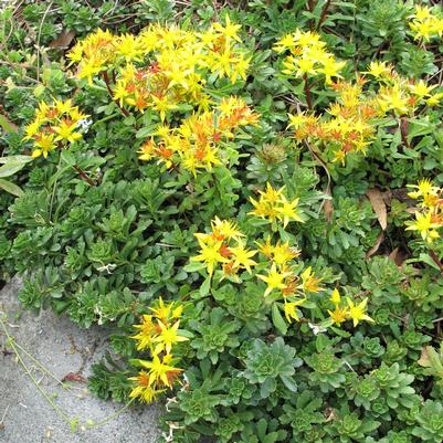 Sedum floriferum Weihenstephaner Gold