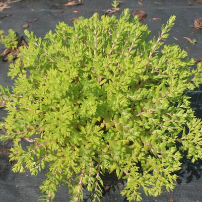 Sedum lineare Golden Teardrop